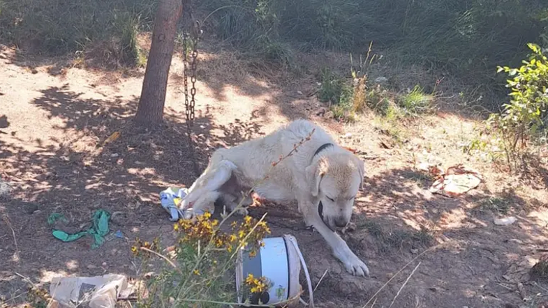 Mučeni psi na Hrvaškem