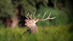 jelen, Kopački rit, Hrvaška