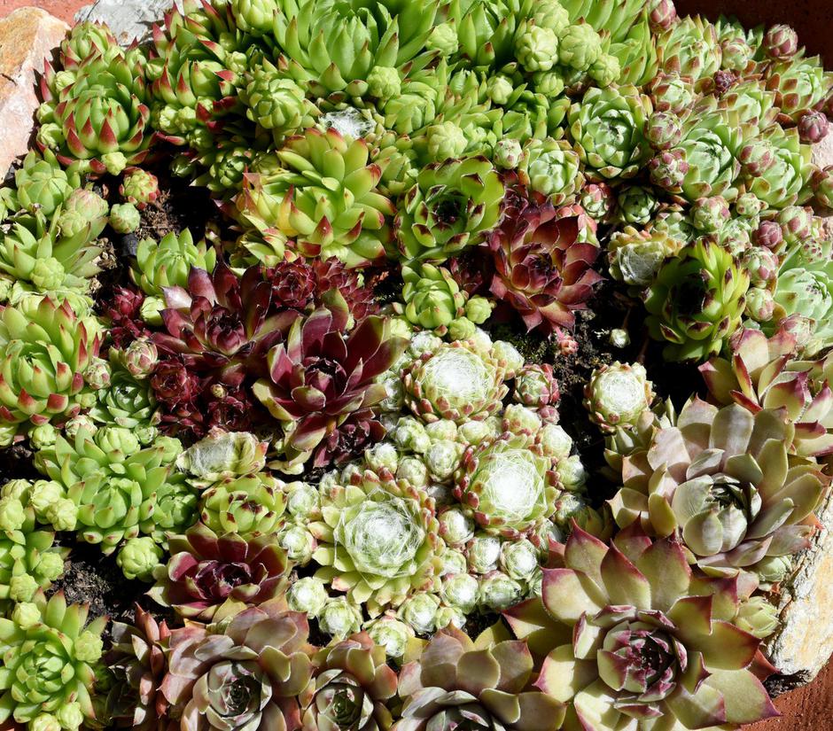 Netresk | Avtor: Profimedia