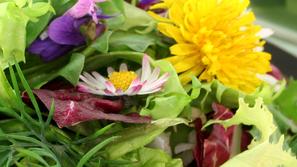 Sveže nabrane in pripravljene divje rastline okrepijo in poživijo telo, zato so 