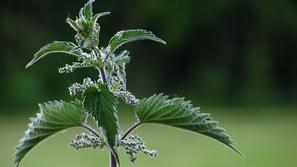 Če bi vedeli, kako zdrava je kopriva, bi jo jedli vse leto, pravi Mojca Cepuš. (