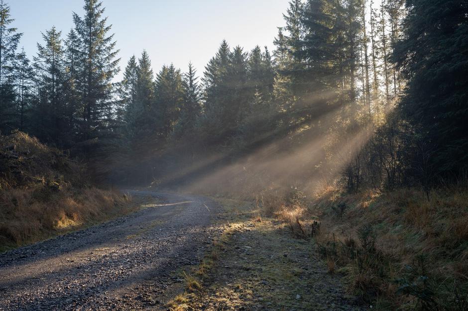 Gozd pozimi | Avtor: Profimedia