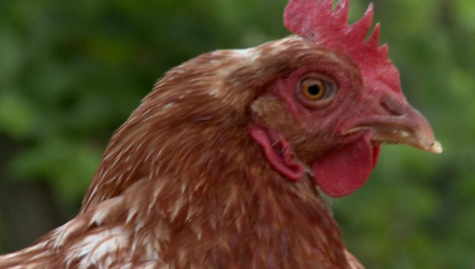 Kmetija: Nov začetek