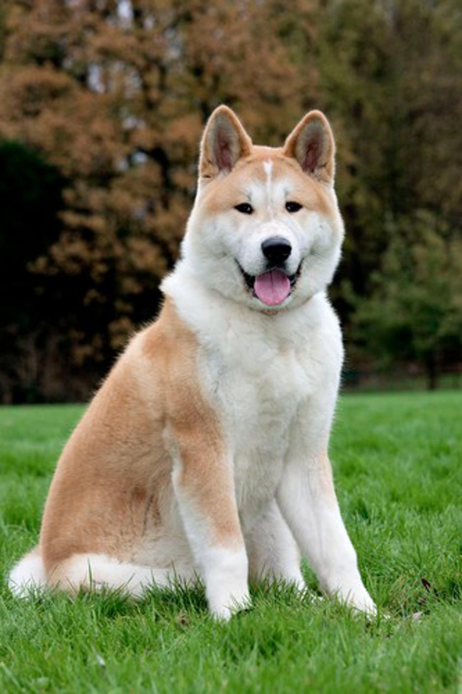 Akita inu | Avtor: Profimedias