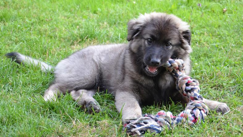 Kraševec, kraški ovčar pasma pes