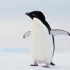 Pingvin