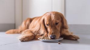 pes, pasja hrana