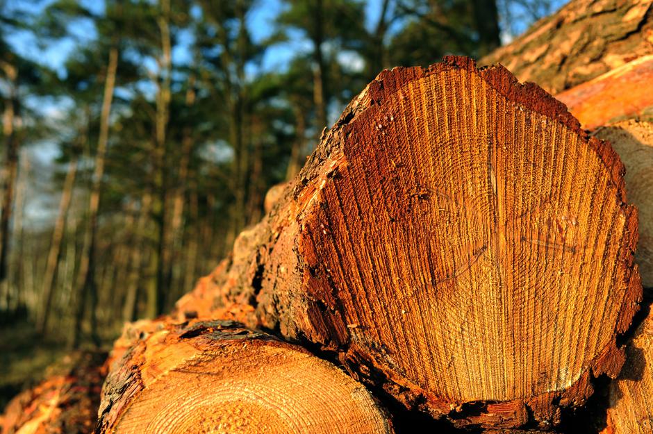 Hlodovina | Avtor: Profimedia