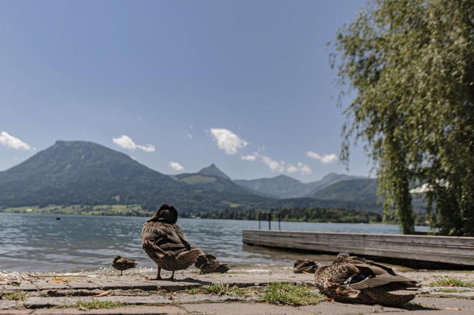 Avstrija | Avtor: Epa