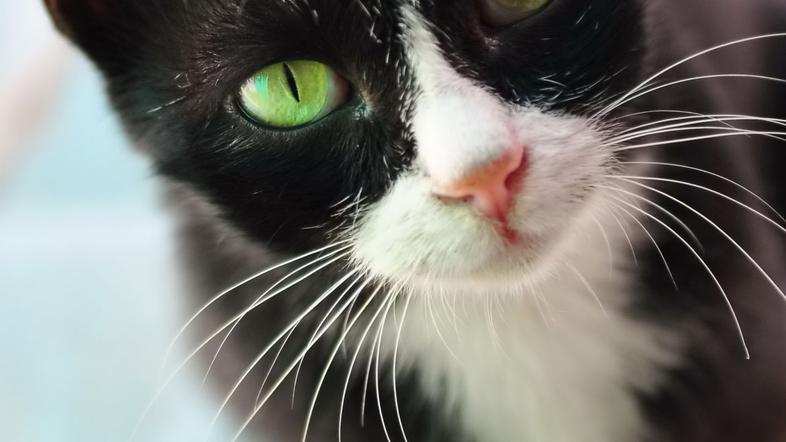 Kolikokrat na dan jo nahranite? (Foto: Shutterstock)