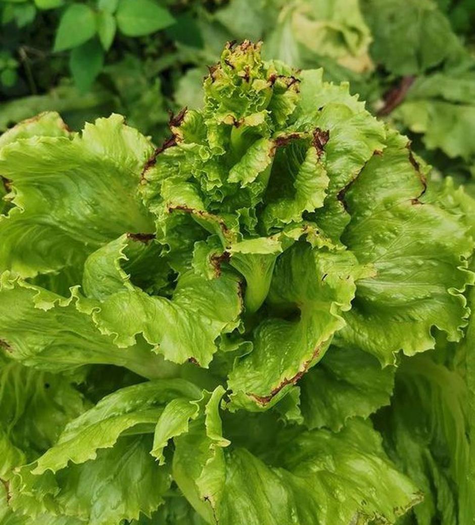 pomanjkanje kalcija | Avtor: Pinterest