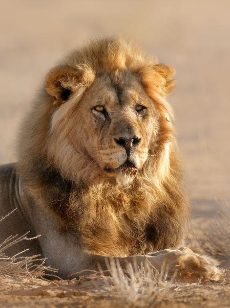 (Foto: Shutterstock)