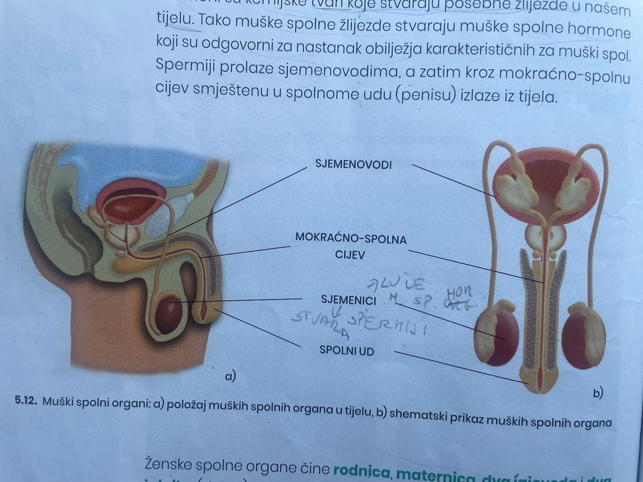 Moški spolni organ | Avtor: Index.hr