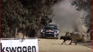 Sebastian Ogier, krava, reli