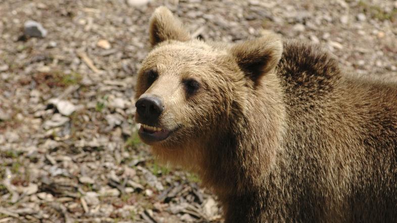 ljubljana29.01.08...medved...zivalski vrt...ljubljana...foto: anze petkovsek...