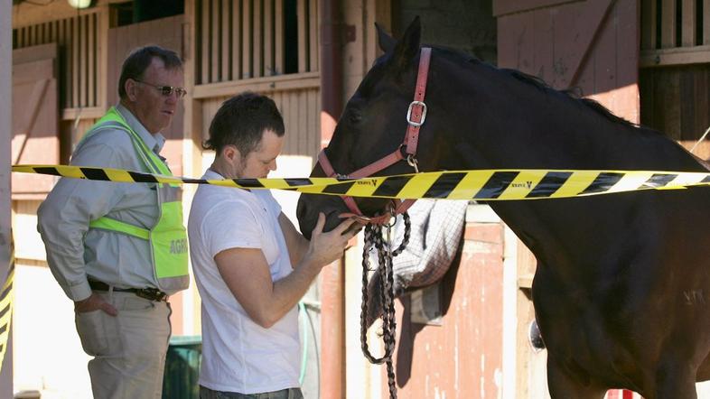 konjski virus, konji, Avstralija