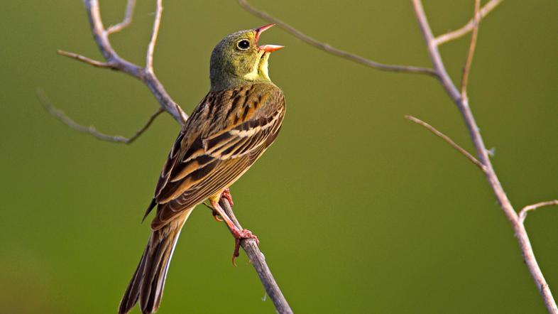 Vrtni strnad, ptica, narava