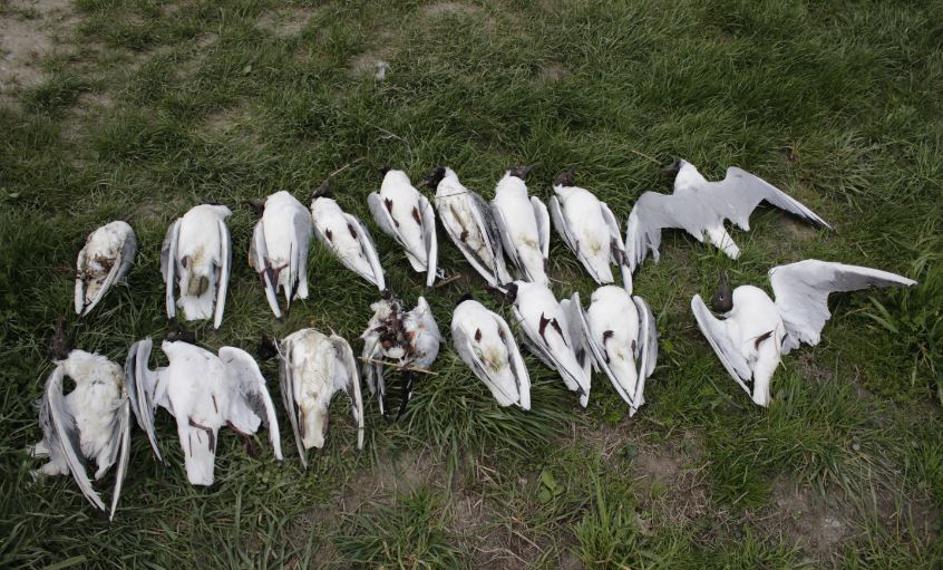 Pogin ptic - Ptujsko jezero