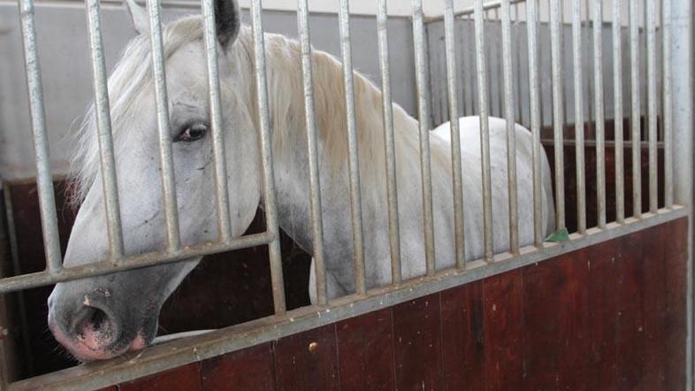 Pahor je v Libijo letel z zasebnim letalom. Kamel, ki mu jih je lani podaril Gad