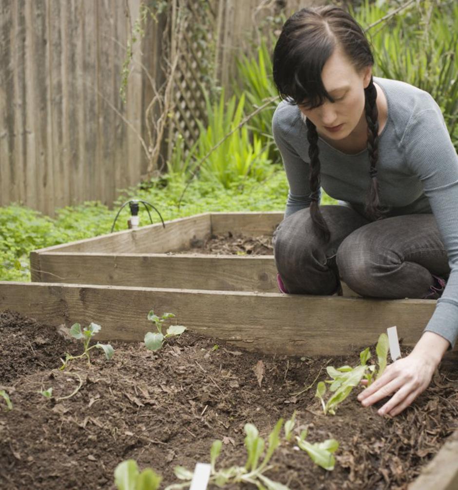 vrtnarjenje, vrtiček, zelenjava, zelišča | Avtor: iStockphoto
