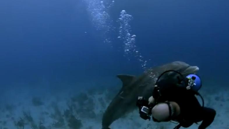 Delfin skušal posiliti potapljača