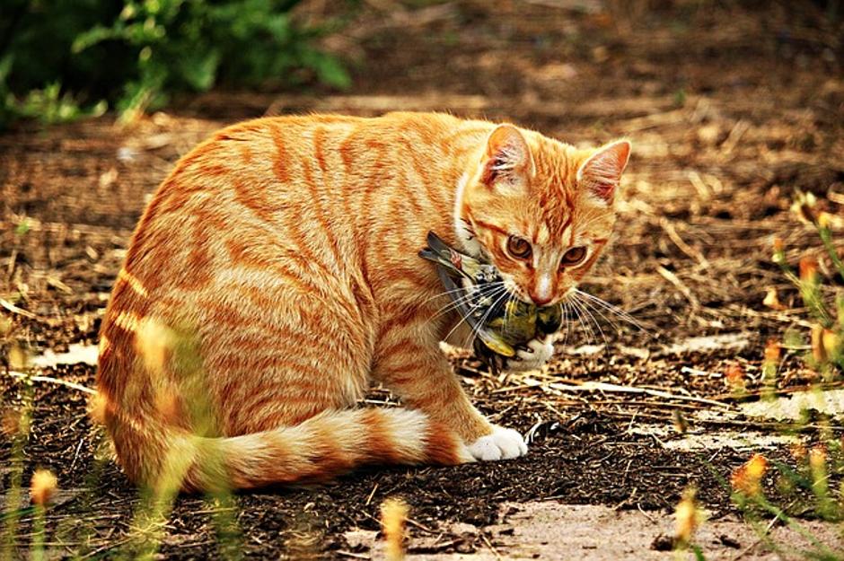 Mačka | Avtor: Pixabay