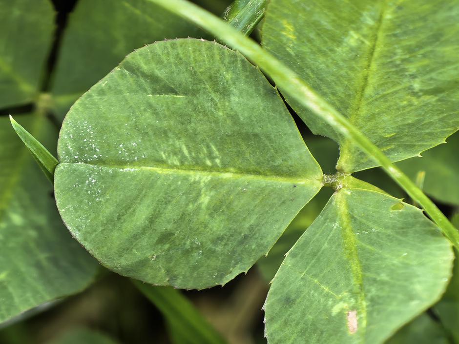 pura 80 ultra fotke | Avtor: D. J.