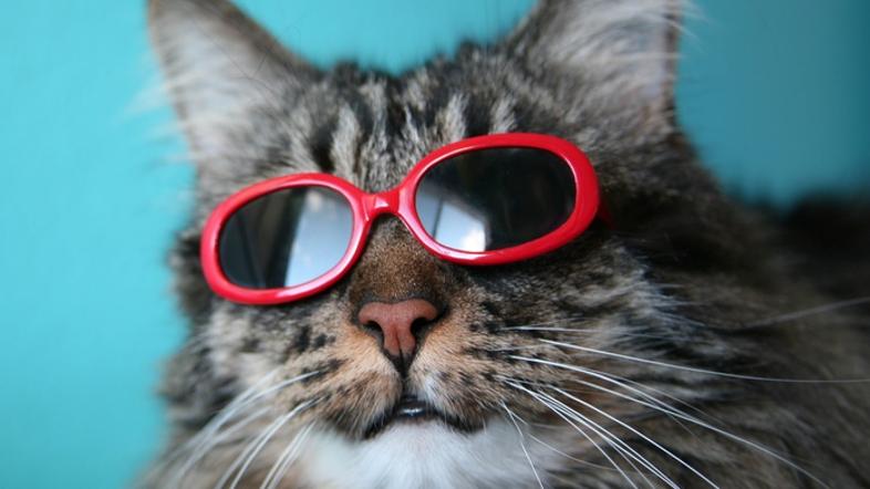 (Foto: Shutterstock)