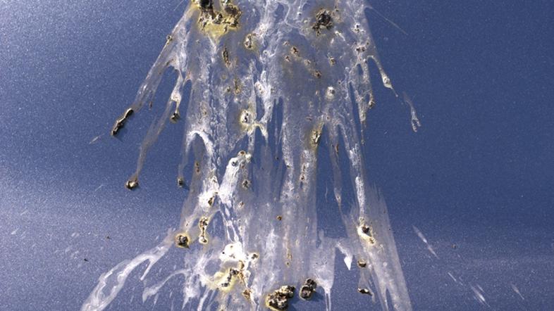 Ptičji iztrebek na avtomobilu