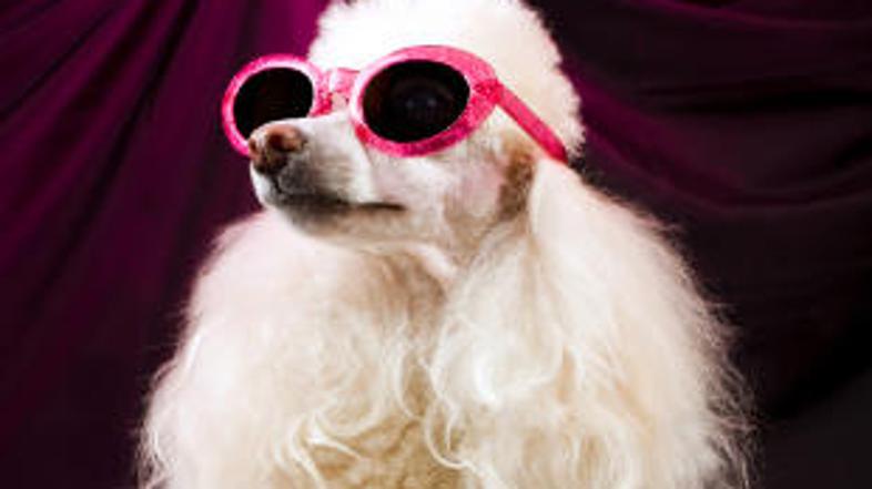 Kdo bo tokrat najlepši?