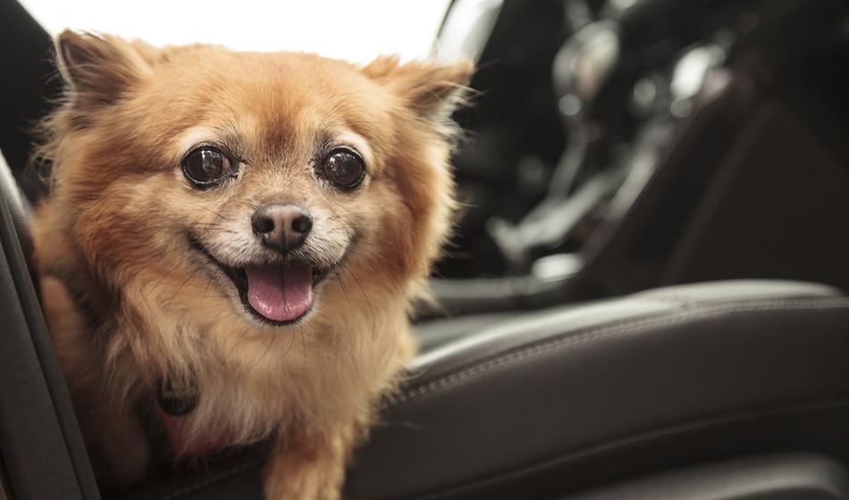 Prihajajo stroga pravila za hišne ljubljenčke