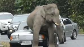 Slon in avto
