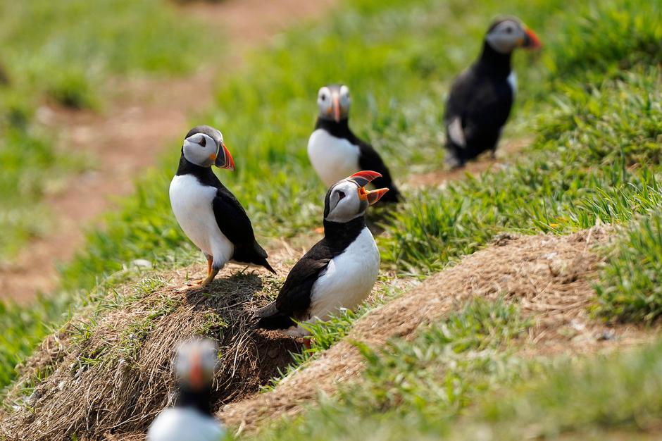 Mormoni na otoku Skomer | Avtor: Profimedia