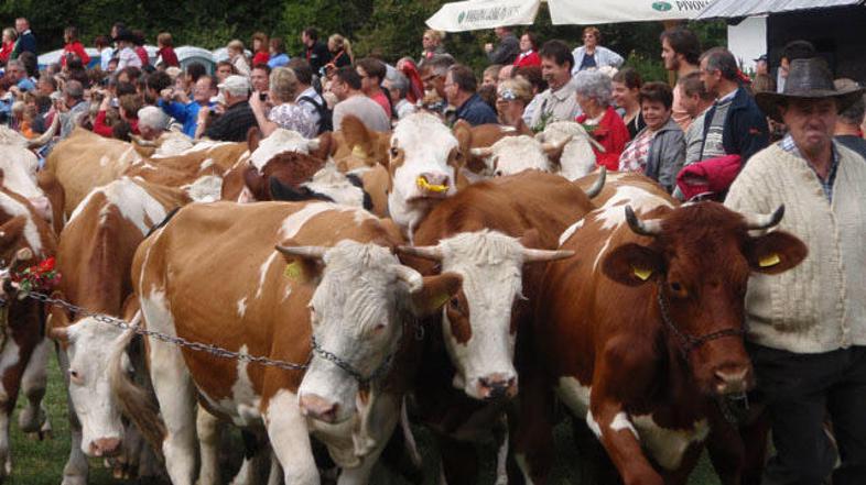 O morebitni odpovedi Kravjega bala bodo obveščali tudi na spletnih straneh www.b