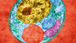 Plasmodium falciparum