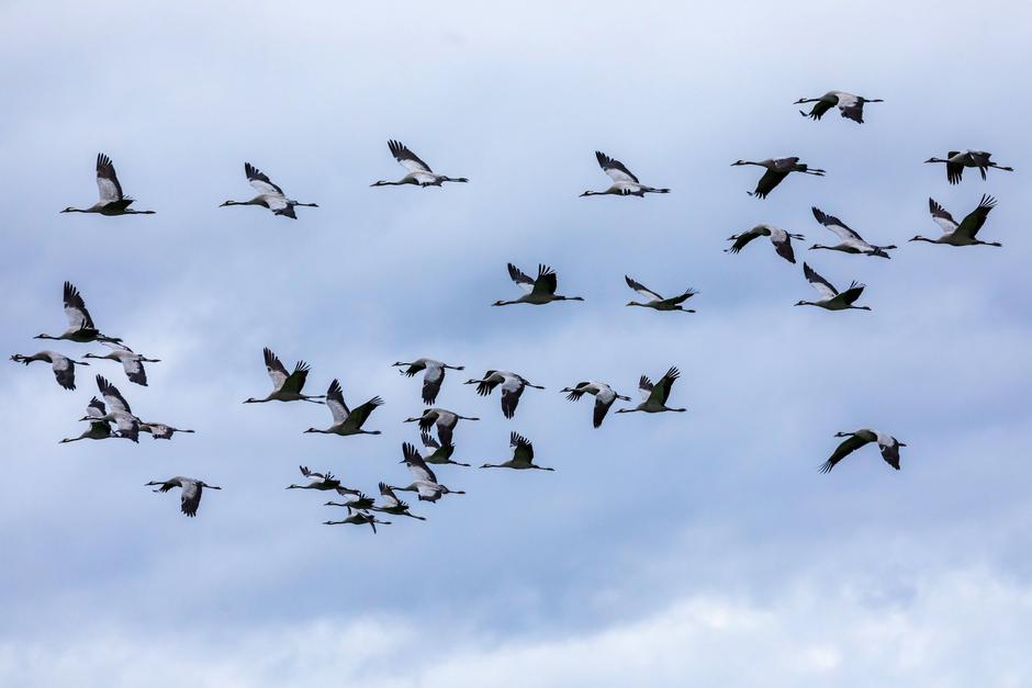 Ptičja gripa | Avtor: Profimedia