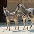 ZOO ljubljana ljubljanski živalski vrt zebra Sanaa
