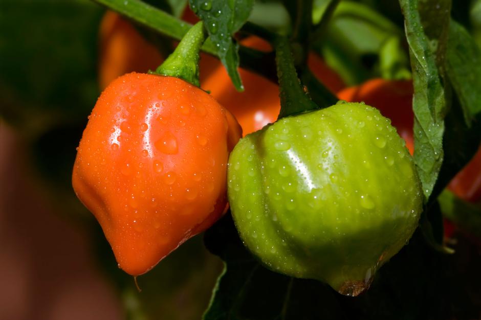 čili habanero | Avtor: Profimedia
