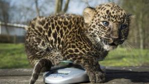 leopard, živalski vrt