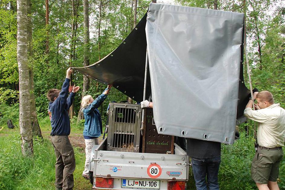 Živalski vrt gepardi 