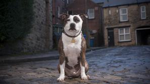 Ameriški Staffordshire Bull Terrier