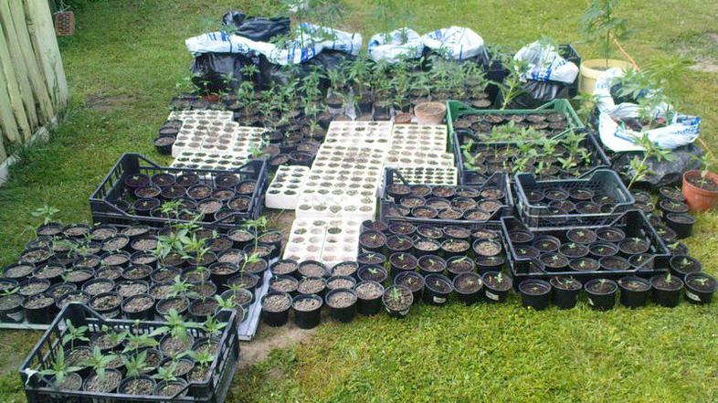 Sedemintridesetletni moški iz Lendave je na domu gojil konopljo. Policisti so mu