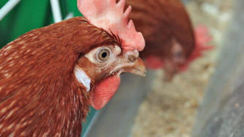 (Foto: Shutterstock)