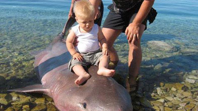 Morski pes je bil atrakcija za turiste.