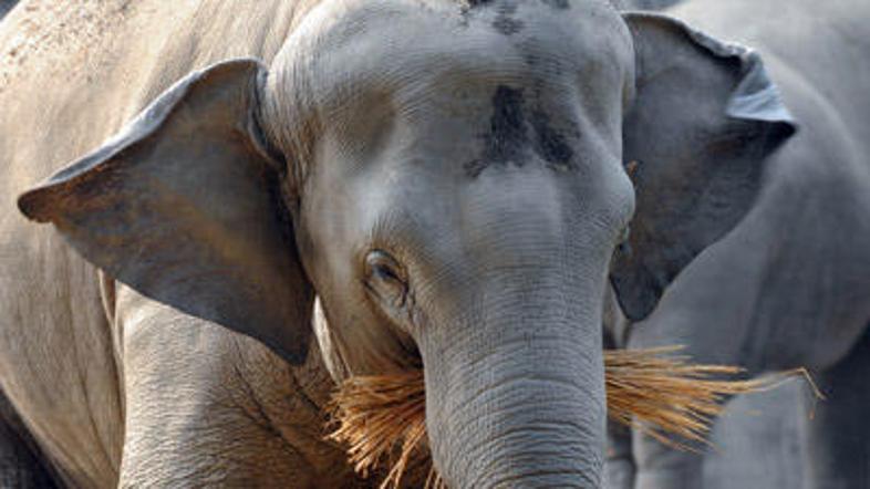 Slon naj bi v državo prišel iz Indije. (Foto: news.sky.com)
