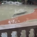 Krokodil v vodi, Kitajska