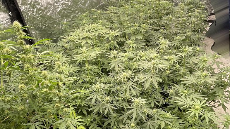 Domači laboratorij za predelavo konoplje, Kranj