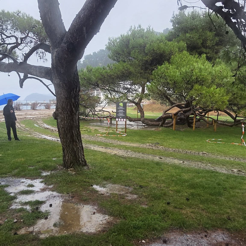 Veliki pajesen v Piranu