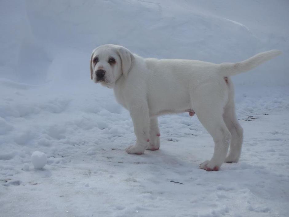 Srednjeazijski ovčar | Avtor: Igor Strnad - srednjeazijski ovčar