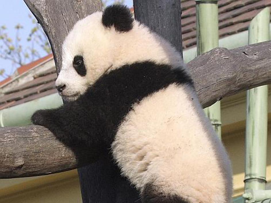 Fu Long (Srečni zmaj) je presenetil vse, saj v dunajskem živalskem vrtu niso ved